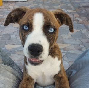 Meet your Posher, Juan de dios